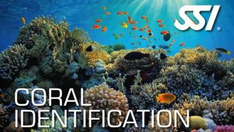 Coral_Identification