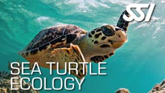 Sea-Turtle-Ecology