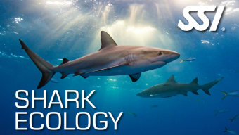 sharl-ecology